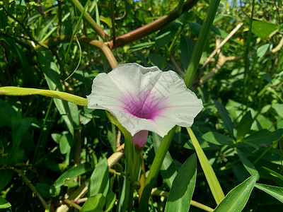 特写空心菜 番薯属水生植物 河菠菜 水牵牛花 水空心菜 中国菠菜 中国西洋菜 中国空心菜 沼泽白菜 花与自然背景场地喇叭花叶子花图片