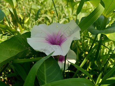 空空荡荡食物水蕹菜高清图片