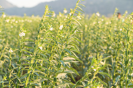 田里树上芝麻种子花植物绿色种植园花园收成蔬菜场地生长营养草本植物图片