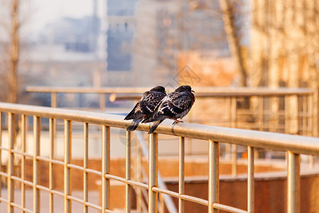 两只鸽子和莫斯科市风景都以背景为依托 说得没错图片
