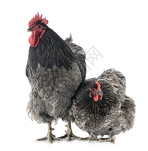 演播室的欧平顿鸡公鸡农场动物灰色工作室小鸡女性夫妻蓝色乡村图片