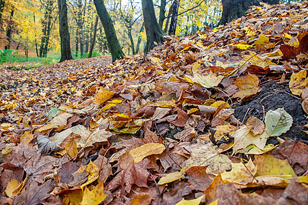 秋天森林里落下叶子植物天气落叶晴天太阳阳光树木土地季节植物群图片