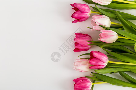 白色的清春新郁金香花束美丽花瓣花瓶花园婚礼礼物装饰植物墙纸图片