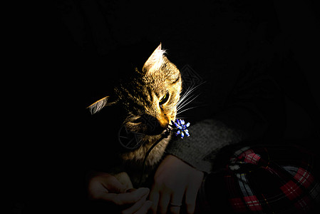 灯光下的猫咪小猫房子城市游戏邮政笔记本长椅动物宠物月亮图片