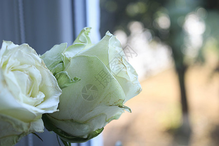 窗口背景上的白玫瑰Name植物庆典桌子花瓶植物群花束叶子边界花园团体图片