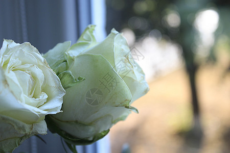 窗口背景上的白玫瑰Name衬套边界植物婚礼窗户花束花瓶桌子玻璃植物群图片