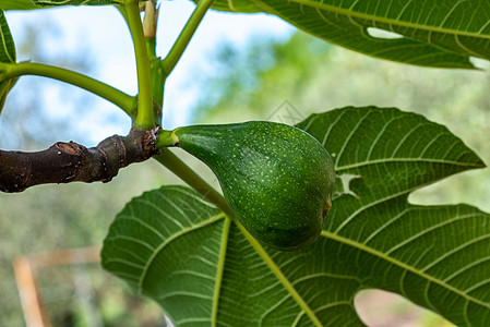 无花果工厂无花果食物农业异国饮食叶子热带自然植物学甜点图片