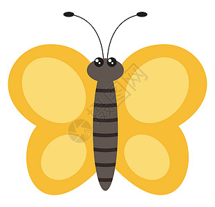 白色背景上的黄色飞行昆虫蝴蝶翅膀动物收藏金子鳞翅目橙子生物学图片