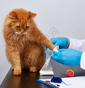穿着白色医疗大衣和蓝色消毒手套的兽医男诊所兽医桌子爪子治疗成人考试医院宠物滚筒图片