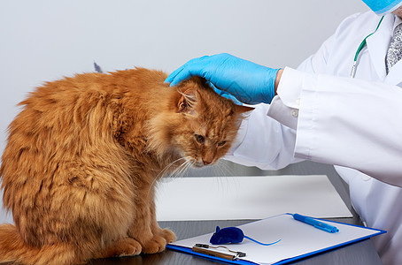 身穿白色医疗大衣的男性兽医坐在桌子上检查护士专家蓝色动物小猫爪子手套职业治疗宠物图片