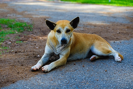 街头狗狗黑色悲伤棕色贫困荒野休息宠物孤独白色犬类图片
