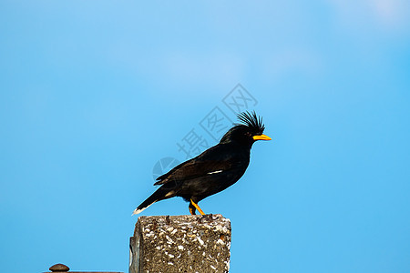 Starlings 鸟类或白夜鸟 Myna或在岗八哥邮政黑色生活猕猴桃环境天空荒野栅栏栖息图片