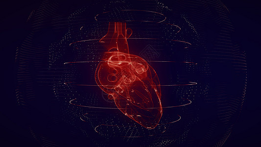 解剖学上正确的红色数字人类心脏 未来粒子心脏 sca图片