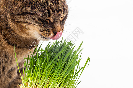 灰色家居小猫吃新鲜绿燕麦芽 紧贴白色背景 有选择性地聚焦和模糊燕麦乐趣草本植物工作室消化猫草哺乳动物食物宠物美味图片