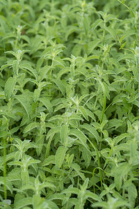 青绿药用植物的田野图片