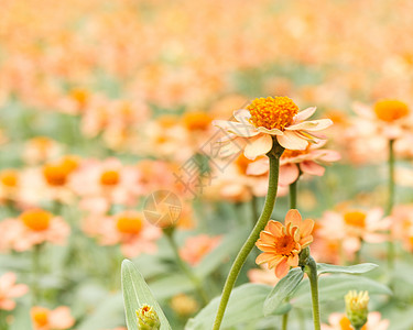 橙色花朵花瓣疗法季节橙子芳香快乐花束植物学农场种子图片