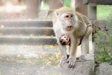 猴子猴妈妈猕猴哺乳动物女性国家灵长类孩子荒野家庭晴天图片