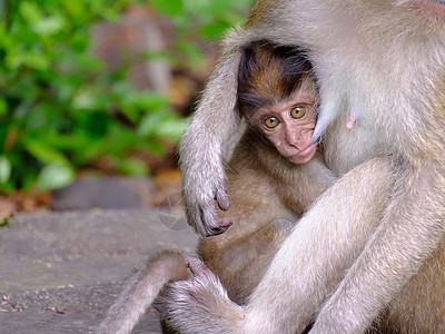 猴子国家母亲蟹猴生活婴儿灵长类荒野猕猴丛林女性图片