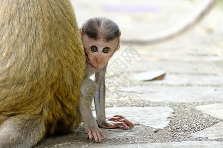 猴子猴照片妈妈蟹猴快乐猿猴家庭国家眼睛牛奶树叶图片