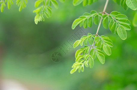 特写镜头年轻辣木树离开分支 草本和医学概念辣根营养草本植物树叶蔬菜药品叶子油菜场地热带图片