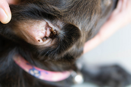 黑色的狗耳犬皮肤上的寄生虫 有选择性的焦点动物女性跳蚤昆虫漏洞哺乳动物棕色身体团体危险背景