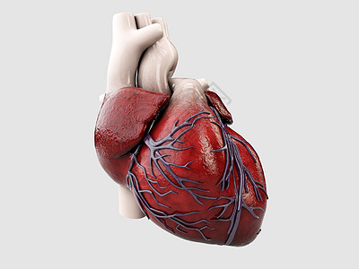 3d 灰色孤立的人类心脏解剖说明颅骨智力疾病心脏病学脊柱身体疼痛射线小脑药品图片