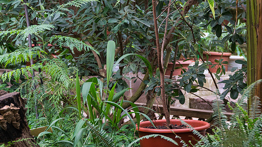 热带装饰橙色生长绿色叶子植物群绿色植物栽培园艺植物情调异国图片