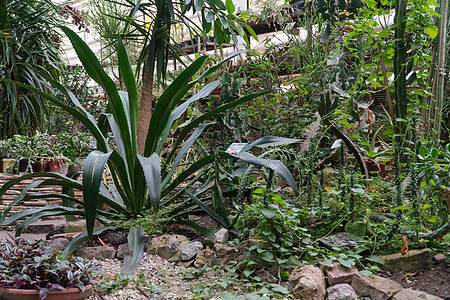 热带装饰橙色绿色生长叶子植物群栽培绿色植物树叶植物学园艺植物图片