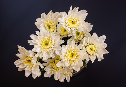 黑色背景的白雪菊花花束图片