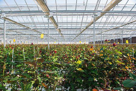 有花朵的温和的玫瑰花农业玫瑰植物群玻璃园艺农场植物房子生长收成图片