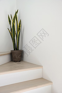 家中楼梯上的桑塞维里亚或蛇植物水泥树叶园艺装饰风格花园木头净化器花瓶叶子图片