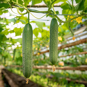 农场温室里种植的绿色黄瓜 无农药的健康蔬菜 有机产品生长食物农业花园季节栽培技术植物园艺收获图片