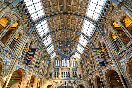 联合王国伦敦自然历史博物馆英国伦敦旅行展示地标博物馆旅游历史建筑学游客骨骼吸引力图片
