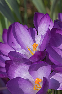 鳄鱼花花太阳花园野花宏观地面橙子季节植物植物群红花图片