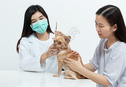 兽医医生正在对狗进行检查 并注射药物治疗工作专家宠物医院外科动物病人免疫诊断职业图片