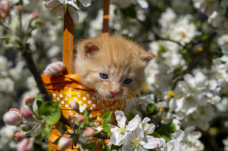 小猫小猫在礼物篮子 橙色丝带婴儿哺乳动物眼睛橙子花园宠物乐趣花朵猫咪惊喜图片
