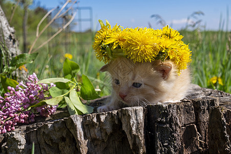 小小姜小猫 带着黄花圈的黄色花朵图片