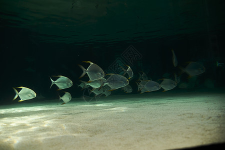 海洋中的鱼群海景团体探索呼吸管浮潜潜水员生物学蓝色冒险动物图片