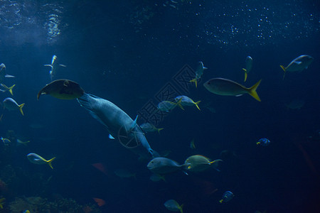 海洋中的鱼群探索钓鱼潜水场景蓝色浮潜潜水员野生动物海景生物学图片