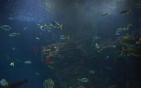 海洋中的鱼群旅行浮潜动物环境冒险潜水员潜水游泳生物学呼吸管图片