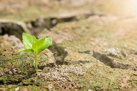 在干旱土壤中生长的树木 全球升温叶子灾难生活生态土地沙漠环境绿色发芽植物图片