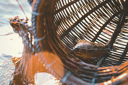 钓到的鱼现实光彩生活多样性传统电影环境鱼缸经济农村图片