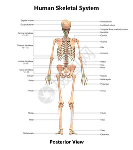 人体经脉图人类骨骼系统骨质联合体 用  实验室解剖面视图  描述肩膀痛苦运动软骨男人生物学肋骨伤害科学插图背景