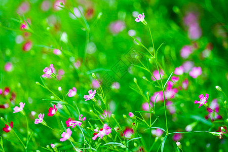 花园中鲜艳多彩的粉红色吉卜赛人花婴儿苗圃雪花节日报复圆锥花序火烈鸟呼吸花朵种子图片
