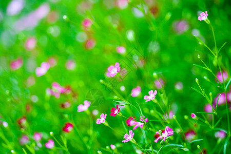 花园中鲜艳多彩的粉红色吉卜赛人花植物呼吸节日星星报复苗圃死亡季节花朵场地图片