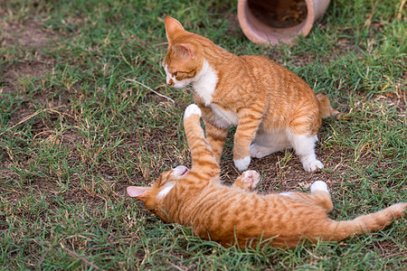 两只红猫乐趣动物头发猫科小猫爪子哺乳动物花园跑步宠物图片