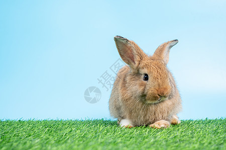 毛茸茸 毛茸茸的可爱黑兔正站在青草和蓝色背景上的两条腿上 清洁前腿 啮齿动物宠物和复活节的概念图片