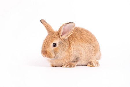 毛毛和长毛的红褐兔子竖起的耳朵正坐在镜头中 在白色背景上被孤立 老鼠宠物和复活节的概念照片农场动物爪子脊椎动物婴儿尾巴农业工作室图片