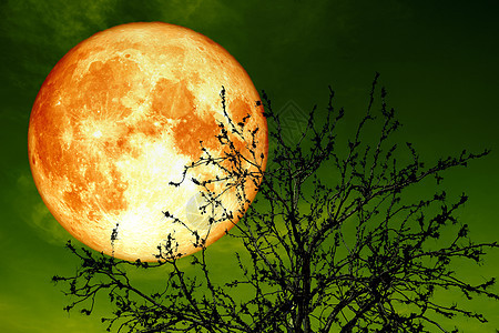 夜空的夜空上满月满月 在接近地球的地方森林反射亮度血月月亮水平天空月光红色满月图片