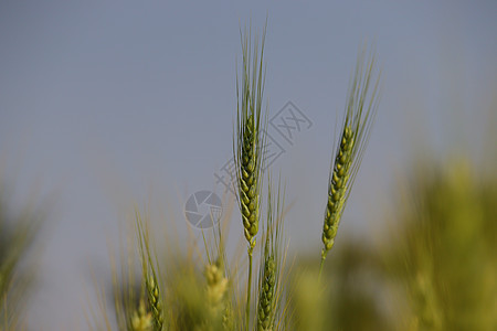 小麦植物图象 草耳朵背景图片